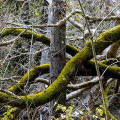 Abstract Close-Up Shot of Lichen and Moss on Trees Trunk and Branches 