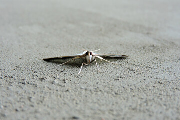 A close-up of a box tree moth