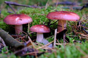 Three pink Russula mushrooms growing in green moss