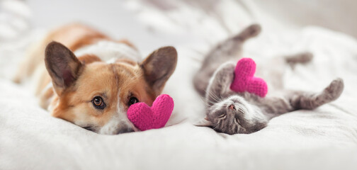 cute corgi dogs and striped cat lie together on the bed surrounded by  pink hearts