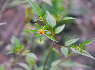 In nature, the grass grows bidens frondosa