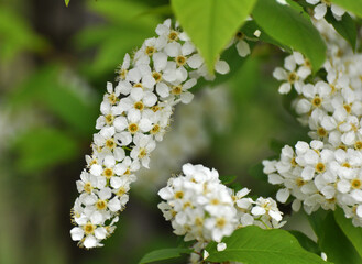 In spring, bird-cherry tree (Prunus padus) blooms in nature