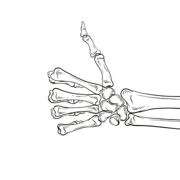 Skeleton shows like sign gesture thumb isolated, vector illustration