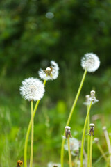 flowers of summer, summer flowers, spring, early summer, green flowers, remembering summer days, summer days, swedish flowers, midsommar 