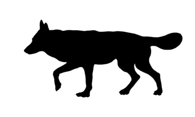 Black dog silhouette. Running czechoslovak wolfdog puppy. Pet animals. Isolated on a white background.