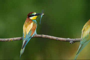 Bird with a dragonfly in its beak