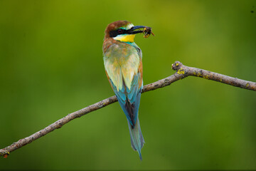 Bird with a bee in its beak