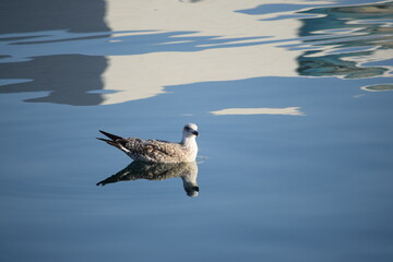 Gaviota en el puerto de Barcelona.