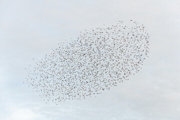 Cloud of starlings.Thousands of starlings synchronize their flight.