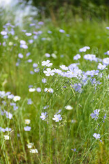 Obraz na płótnie Canvas flowers in the field, blue summer flowers, field flowers, blue flowers, Swedish nature, Swedish summer, midsommar, Swedish flowers