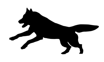 Running and jumping siberian husky puppy. Black dog silhouette. Pet animals. Isolated on a white background.