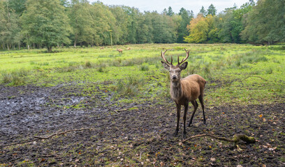 Hirsch vor einer Wald Szene
