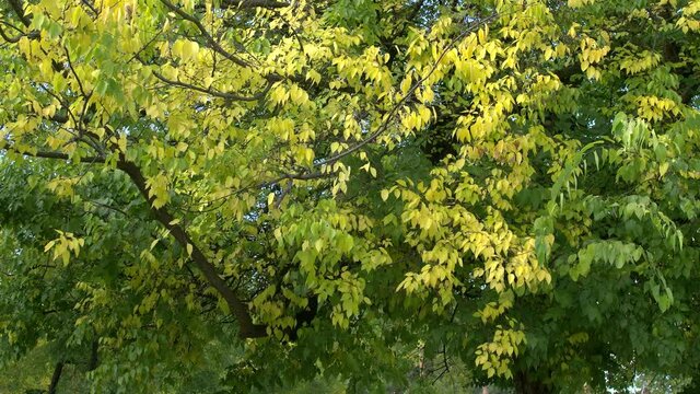 Autumn leaves, forest - Celtis