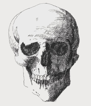 Pencil drawing / study of a human skull