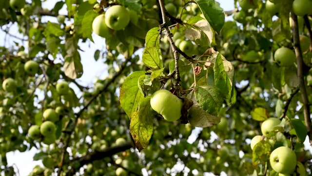 Branch of an apple tree with a green apple, movement in the wind. Video. High quality 4k footage