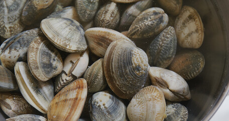 Fresh Raw clam in bowl