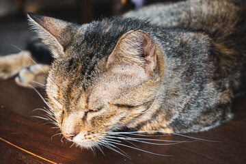 Cat lying and sleeping on the wooden table background, closeup of a young brown, black and yellow young cat.