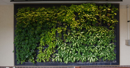 Green plant wall outside the building