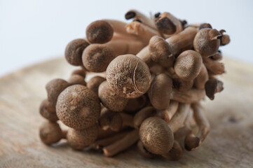 Brown beech mushrooms, Shimeji mushroom on white background
