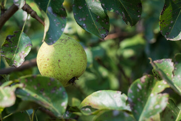 Pear fruit on the tree in the fruit garden, close up photo