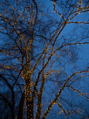 Tree wrapped in lights at night. Christmas outdoor lights.