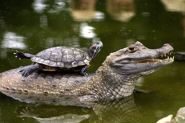 Closeup shot of Papaw alligator with a tortoise on the back