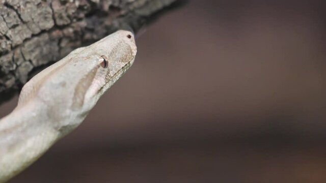 Close up of a Python snake in the wild. High quality 4k footage