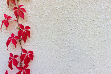 leaves on the left of the white wall 