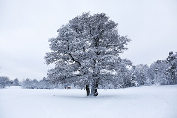 snow covered tree, snow covered tree, tree in winter, trees in snow, snow covered trees, winter, winter in Sweden, winter in Stockholm, winter in forest, Christmas weather, Christmas snow