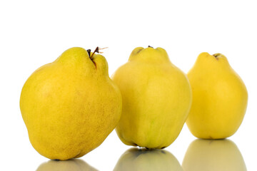 Three bright yellow organic quince, close-up, isolated on white.