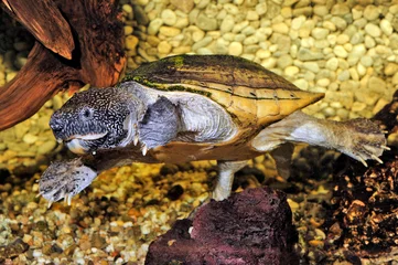 Fototapeten Mexican musk turtle // Große Kreuzbrustschildkröte (Staurotypus triporcatus) © bennytrapp