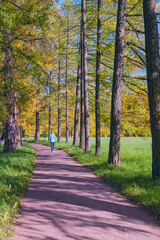 wide dirt path in an autumn park in the suburbs of St. Petersburg, Russia