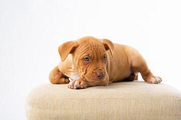 cute pitbull puppy with red nose