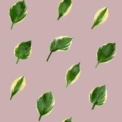 Seamless texture with hosta leaves