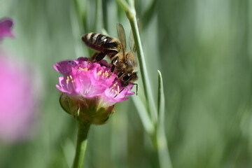 bee on pink flower