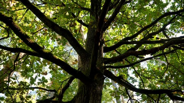 Bottom view of oak tree crown in autumn. Camera slowly spins making parallax efect.