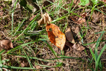 dry leaf lies on a path in the garden