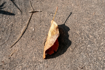 dry leaf lies on a path in the garden