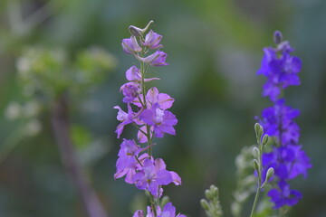 Fototapeta premium flowers in the garden