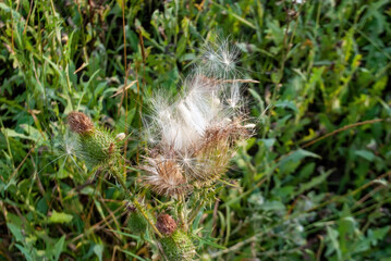 thorns of burdock in the field