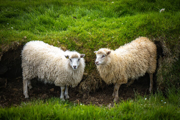 Naklejka premium sheep in the mountains, faroe islands, pasture