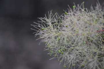 frost on grass