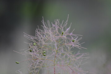 seed head