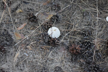 close up of a mushroom