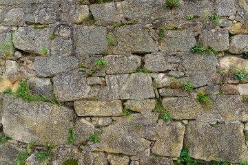 old bricks of the fortress with growing plants
