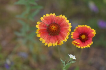 red and yellow flower