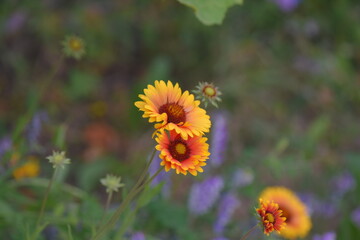 bee on a flower