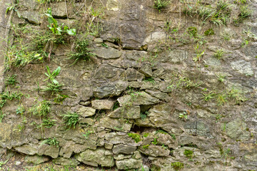 old bricks of the fortress with growing plants