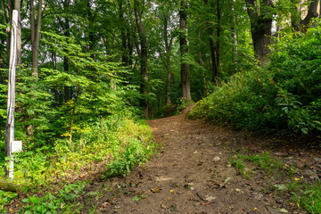 autumn old path in the middle of the forest, mud