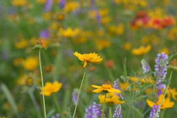 field of yellow flowers